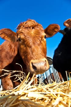 friendly cattle on straw with blue sky