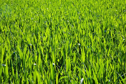 fresh green plant,corn on the field