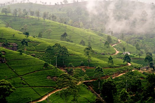 green tee terrasses in the highland from Sri Lanka in folk mit Teeplantagen in fog near nuwara Eliya