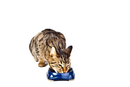 hungry cat eating from the food bowl