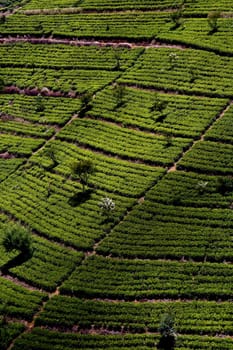 green tee terrasses in the highland from Sri Lanka in folk mit Teeplantagen in fog near nuwara Eliya