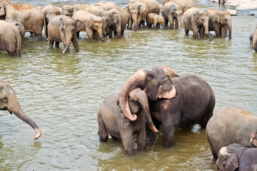 elephants take a bath in the river  in the wilderness near Pinnawela