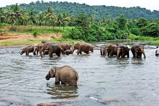 elephants take a bath in the river  in the wilderness near Pinnawela