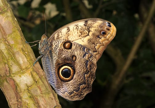 Blue Banana Butterfly