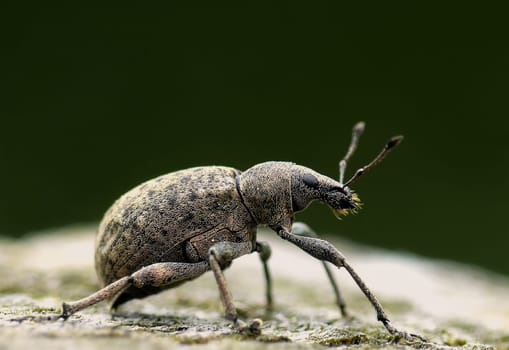 Liophloeus tessulatus
