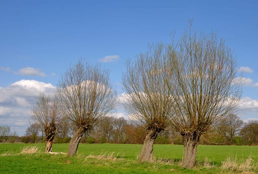 Willow trees