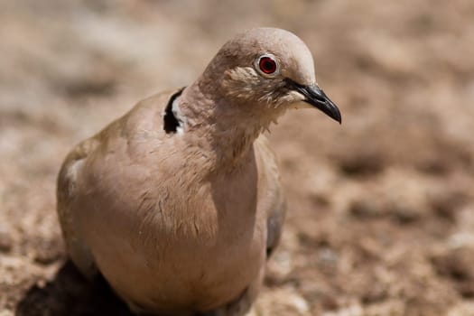 Dove