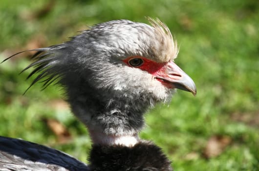 Chaya Collared Bird