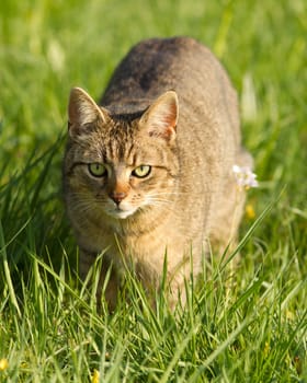 Cat in the meadow