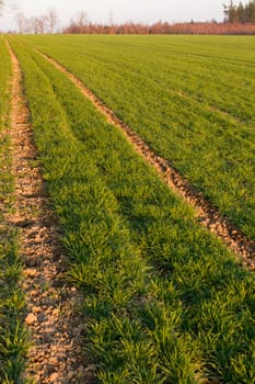 Dirt road