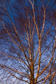 Birch
