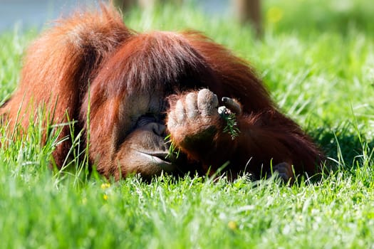 orang utan