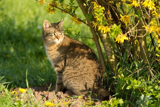 Cat in the meadow