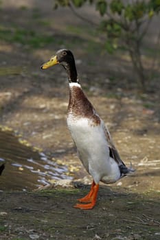Runner duck
