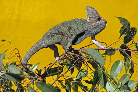 Yemen chameleon
