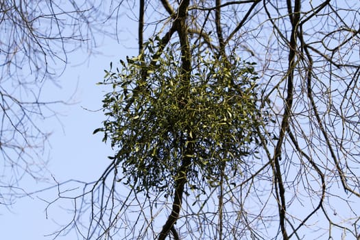 Mistletoe