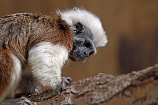 Cottontop tamarin