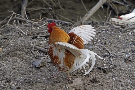 Brown-White Rooster