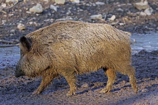 Wild boar