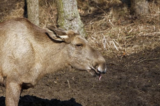 Elk