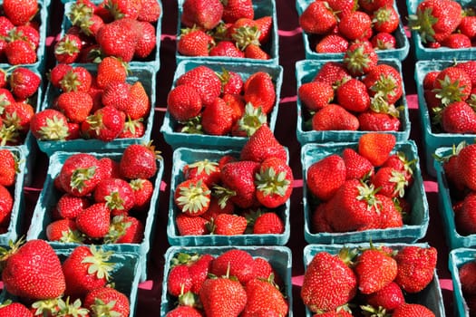 Table full of pints of strawberries out in the sun for sale at a market.