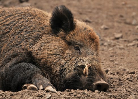 Boar sleeps