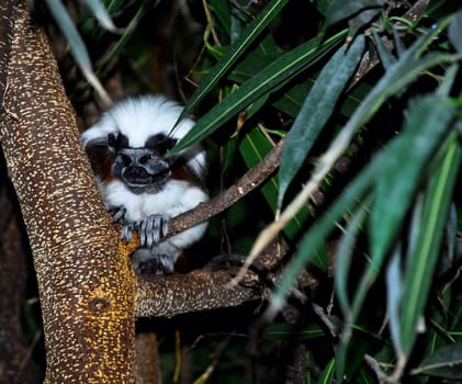 cottontop tamarin