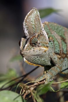 Yemen chameleon