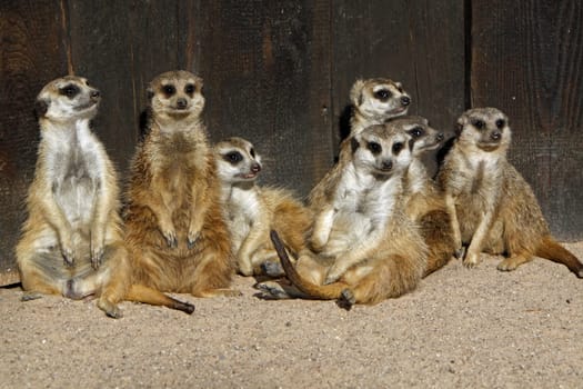 Meerkat