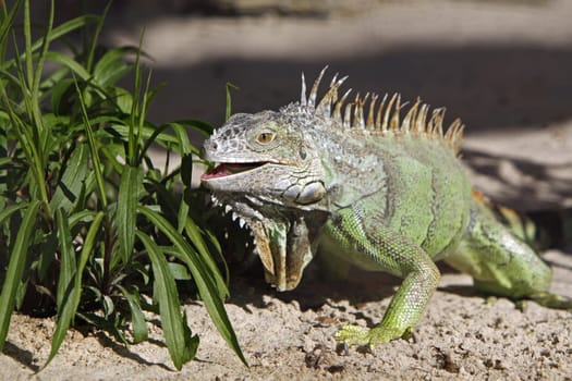 Iguana