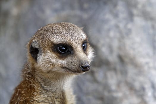 Meerkat