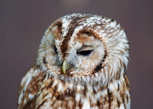 Detail of the head of grey owl - wood owl