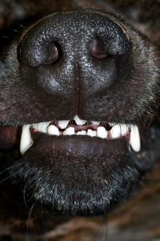 Detail of the dog bared teeth - fangs