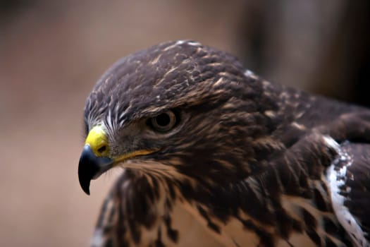 Detail of the head of the buzzard - European buzzard - bird of prey