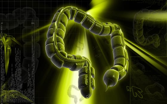 Digital illustration of large intestine in colour background