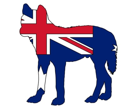 Dingo Australia