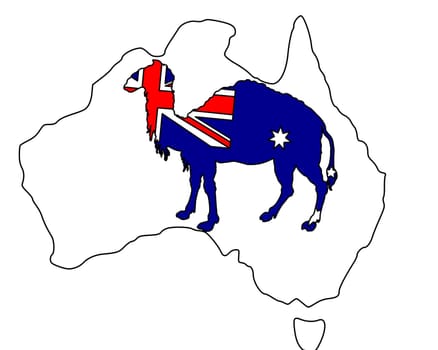 Australian Camel