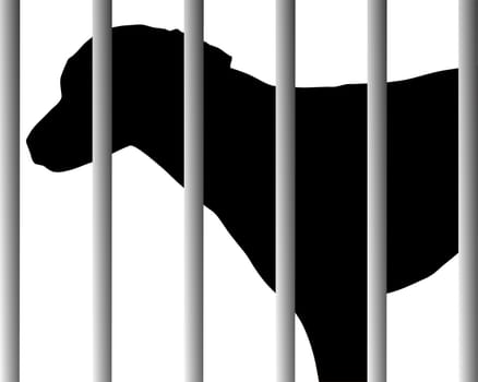 Dog in the shelter
