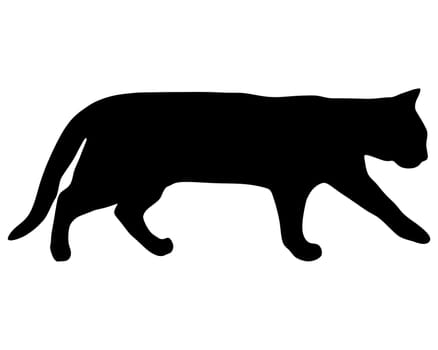 Cat running