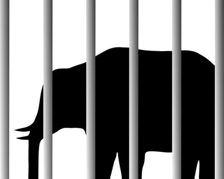 Elephant in the zoo