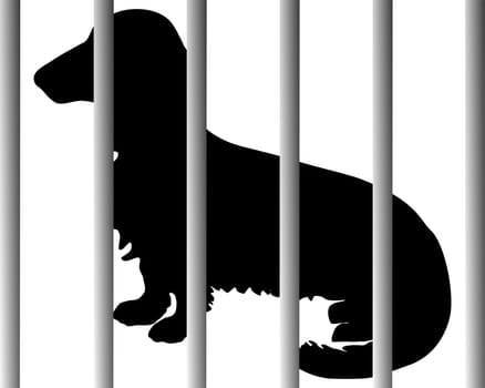 Dog in the shelter