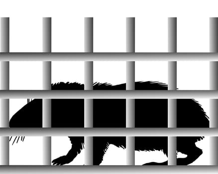 Guinea pig cage