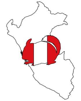 Chinchilla Peru