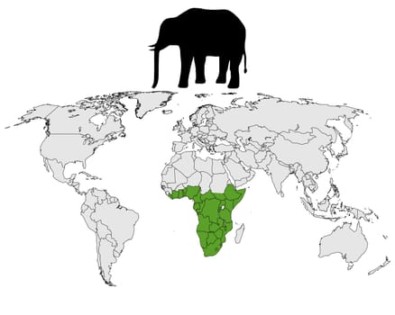 African Elephant Spread