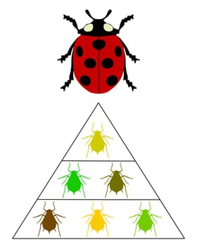 Ladybug Food Pyramid