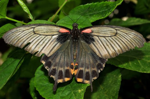 The Scarlet Butterfly