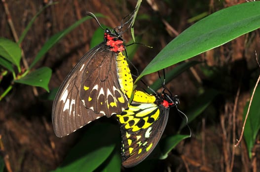 Lovemaking of the Bird Butterflies