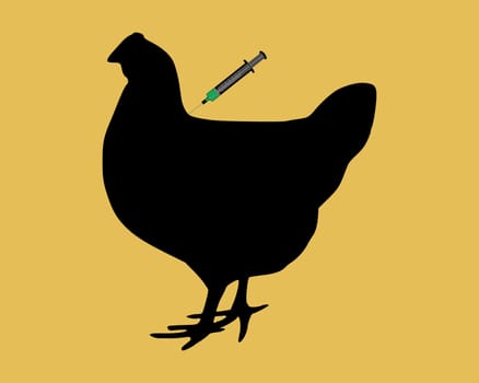 Chicken gets vaccination against bird flu
