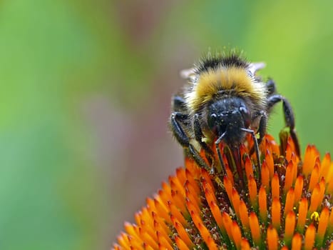 Nibbling on nectar