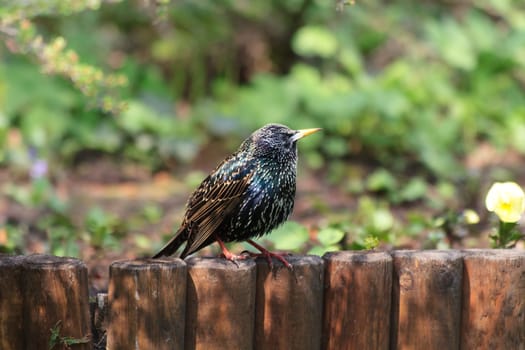 starling bird (sturnus vulgaris) on a wooden fence